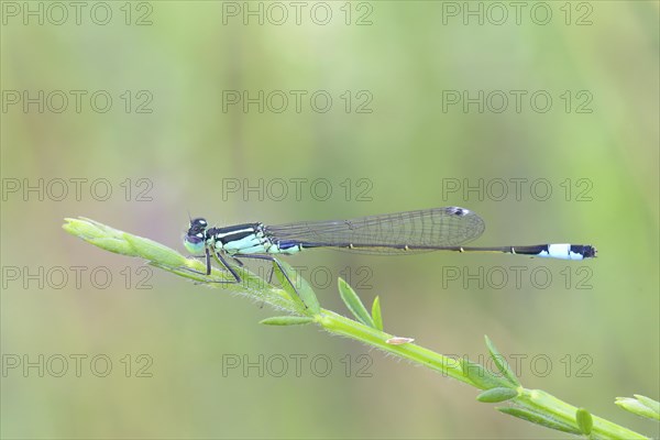 Blue-tailed damselfly