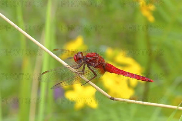 Scarlet dragonfly