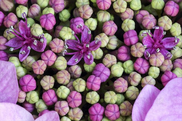 Bigleaf Hydrangea