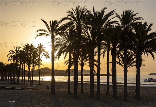 Silhouette of palm trees at sunrise