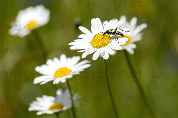 Flowering marguerites