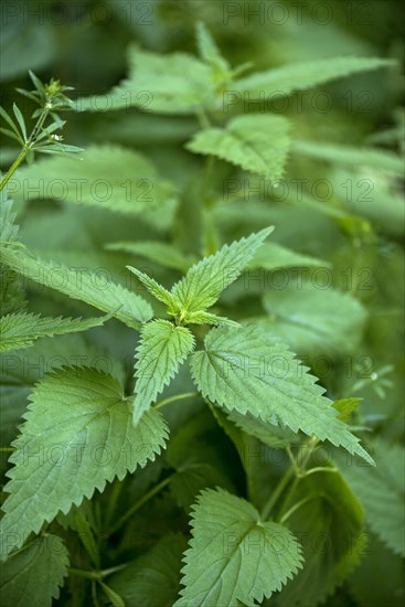 Stinging nettle