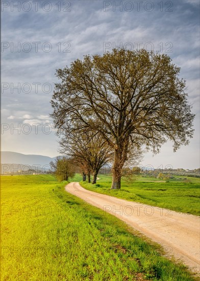 A large tree near a dirt road