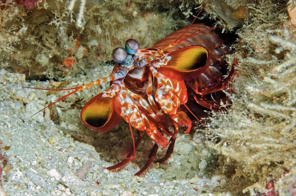 Clown mantis shrimp