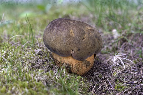 Young Lurid bolete