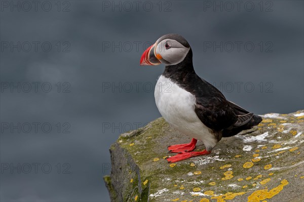 Puffin