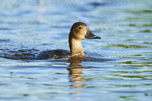 Common pochard