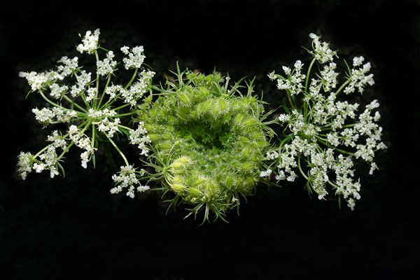 Wild carrot