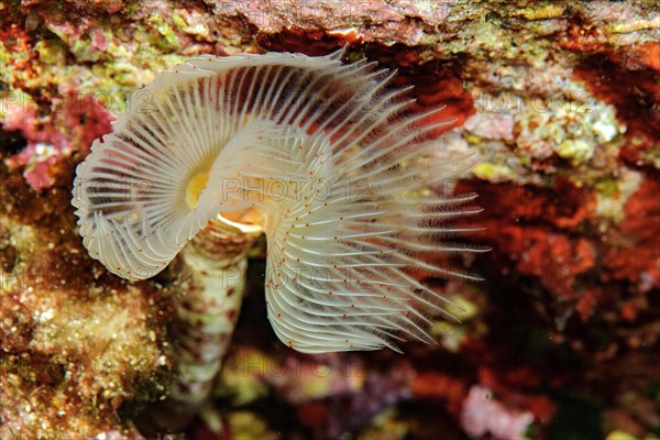 White lime tube worm