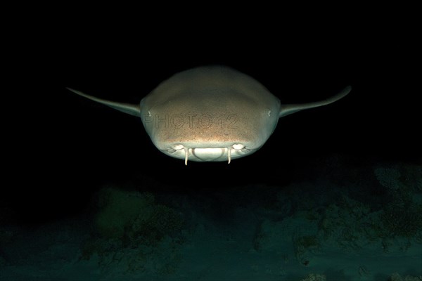 Nocturnal Tawny nurse shark