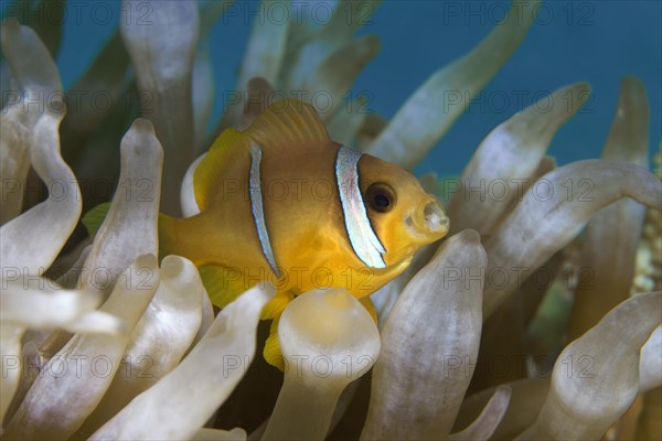 Juvenile Red Sea Red Sea clownfish