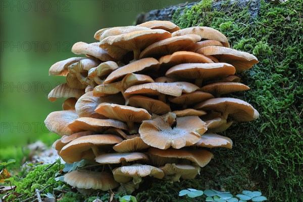 Honey fungus