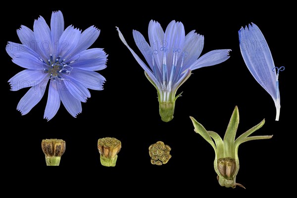 Common chicory