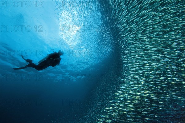 Diver next to school of Sardinops