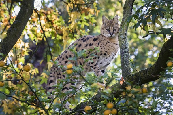 Serval