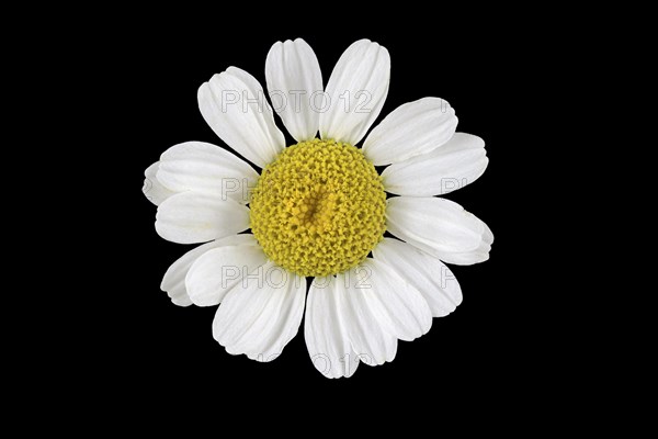 The Feverfew