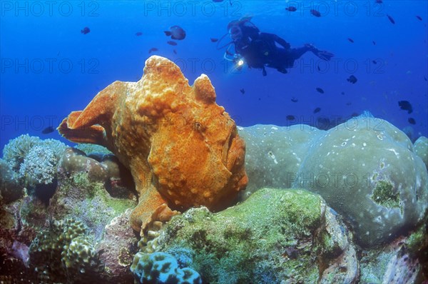 Giant frogfish