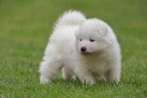 Samoyed Domestic dog