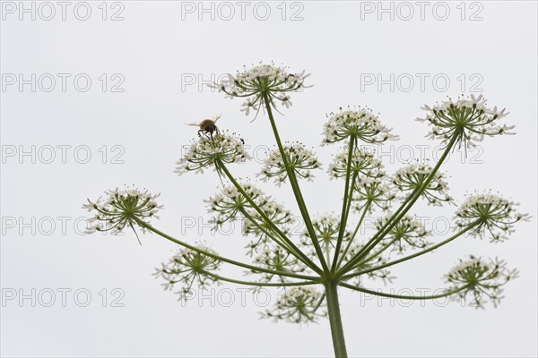 Common Hogweed