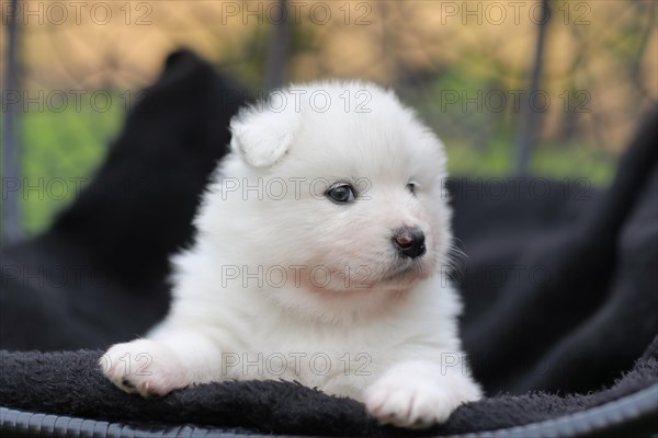 Samoyed Domestic dog