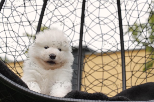 Samoyed Domestic dog