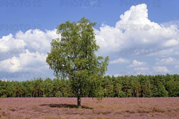 Heathland