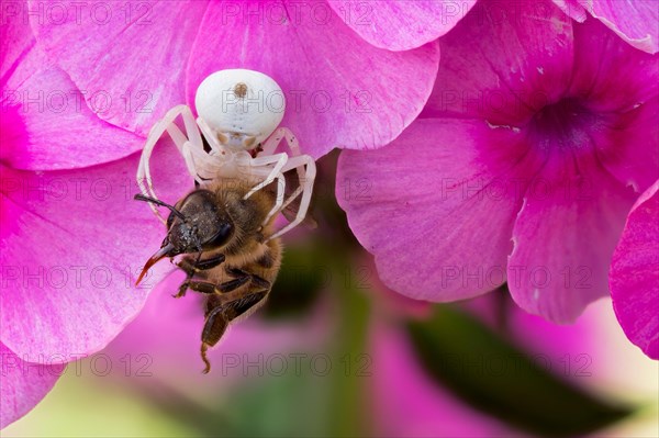 Goldenrod crab spider