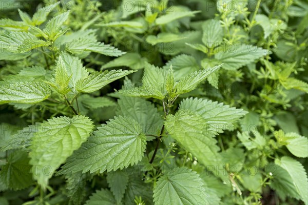 Stinging nettle