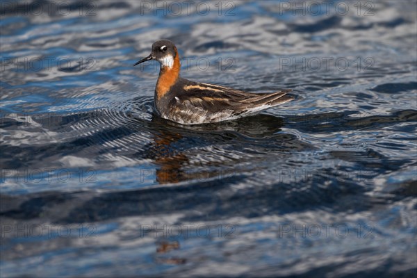 Swimming Red-necked Phalarope