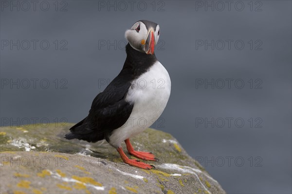 Puffin