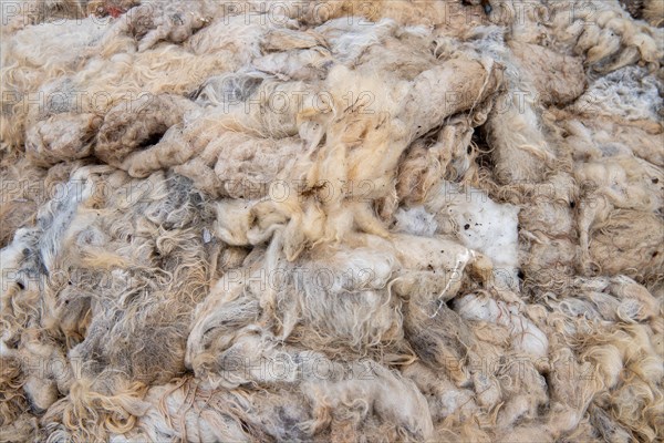 Sheep's wool