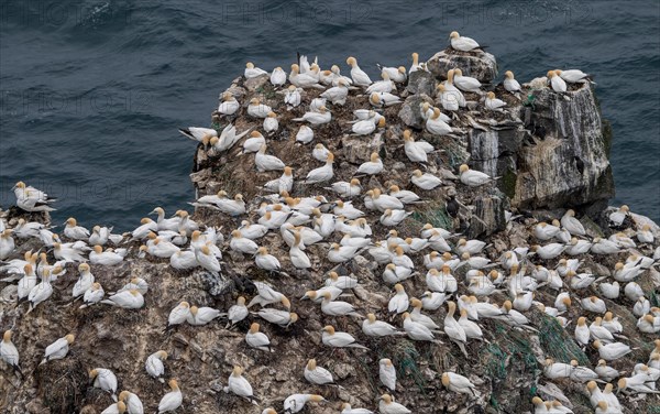 Gannet colony