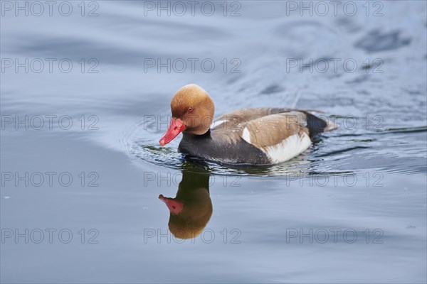 Common pochard