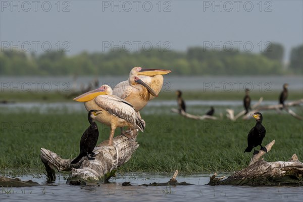 Dalmatian pelicans