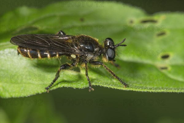 Robber fly