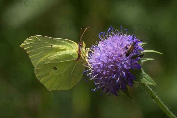 Brimstone