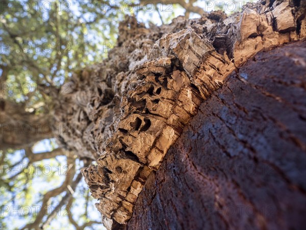 Bark of a Cork oak