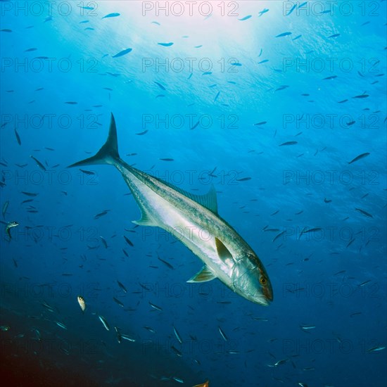 Large amberjack