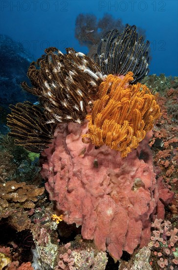 Feather stars