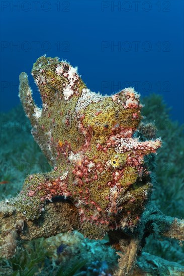 Painted frogfish