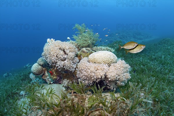 Small patch reef in seagrass meadow with predominantly Xenia