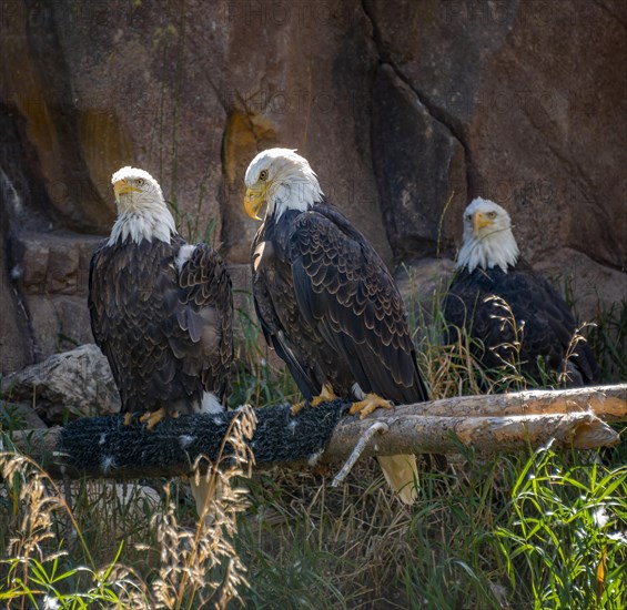 Two bald eagles