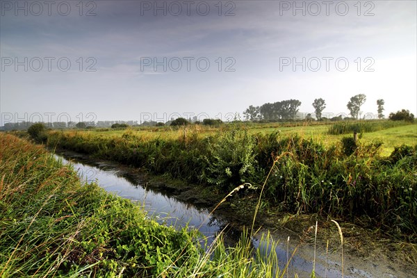 Grassland in the Droemling