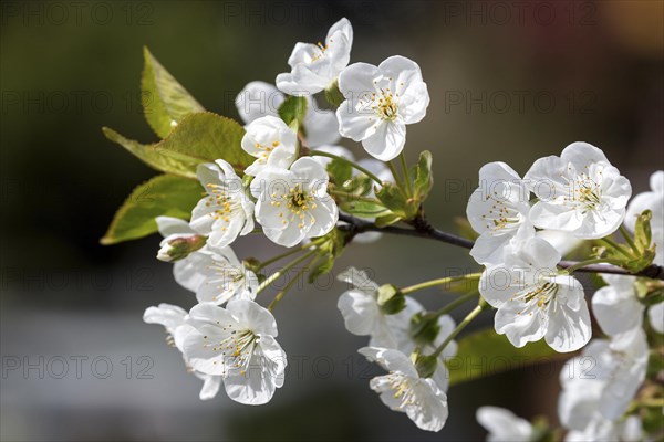 Cherry blossoms