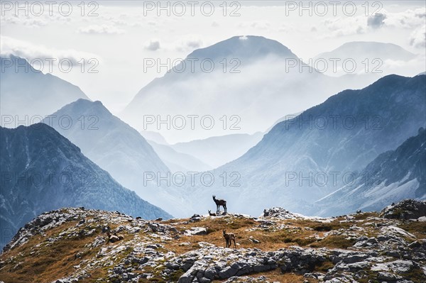 Chamois