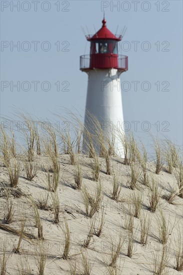 European Marram Grass