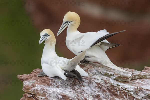 Northern gannet