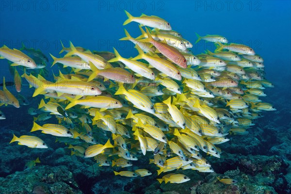 Shoal of fish with species of snapper