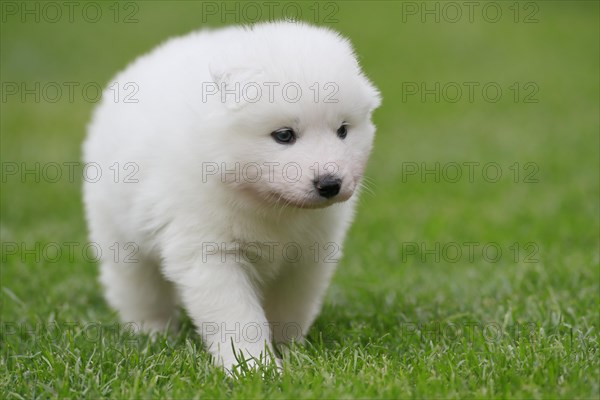 Samoyed Domestic dog