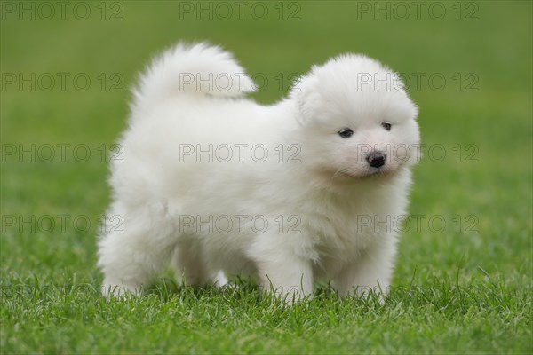 Samoyed Domestic dog